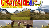 Crazy Cattle 3D