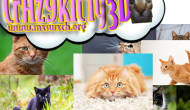 Crazy Kitty 3D